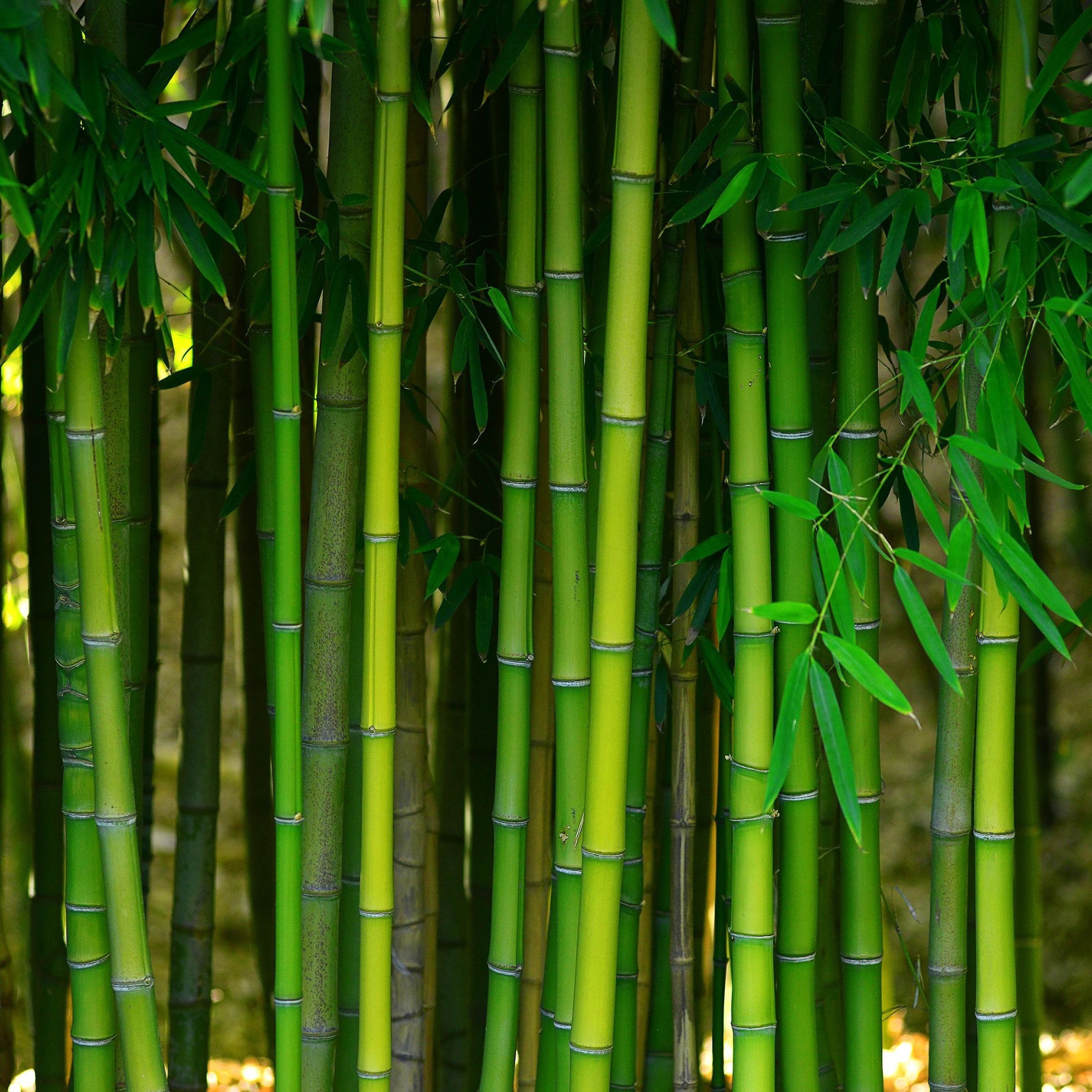 Bamboo